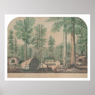Poster Mammoth Trees da Califórnia (1191)