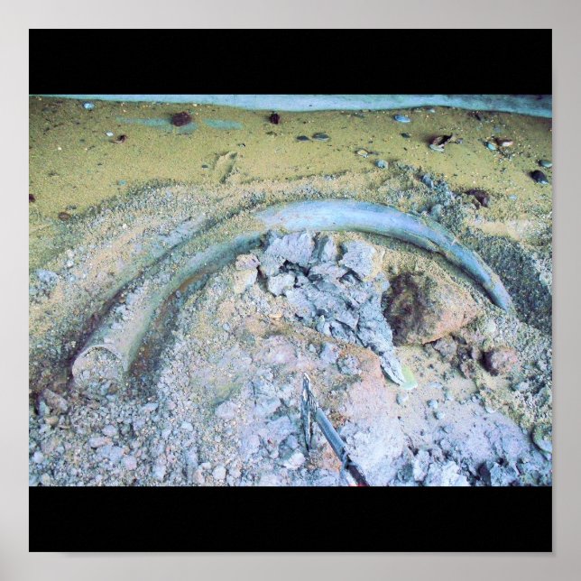 Poster mammoth tusk (2) (Frente)