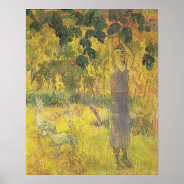Pôster Man Picking Fruta de uma árvore, 1897 (Frente)