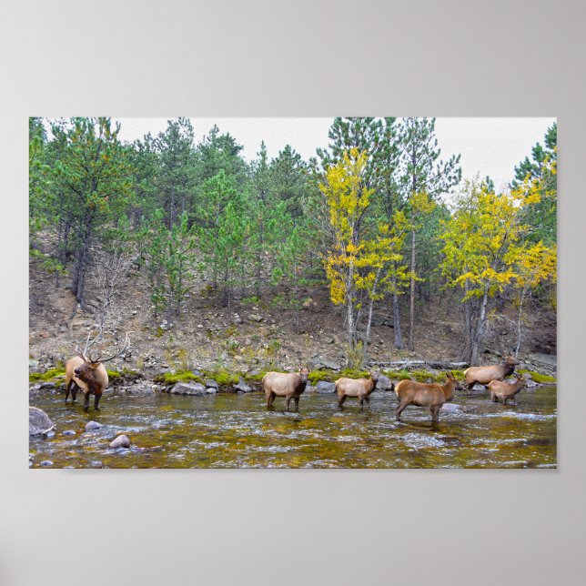 Poster Manada de Alces Vadeando no Rio Big Thompson (Frente)
