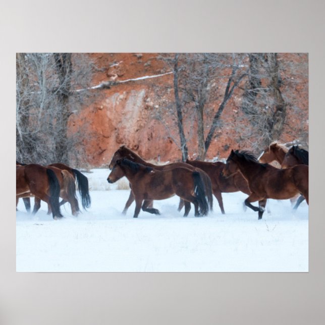 Poster Manada de Cavalos Correndo na Neve (Frente)