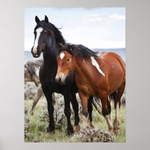 Poster Manada de Cavalos Selvagens