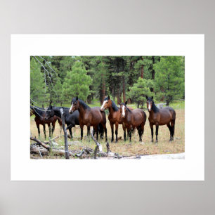Poster Manada de cavalos selvagens