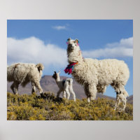 Manada de lama decorada nas montanhas Puna, Andes