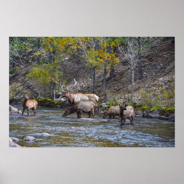 Poster Manada de Veados no Rio Big Thompson (Frente)