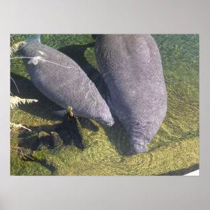 Pôster Manatees