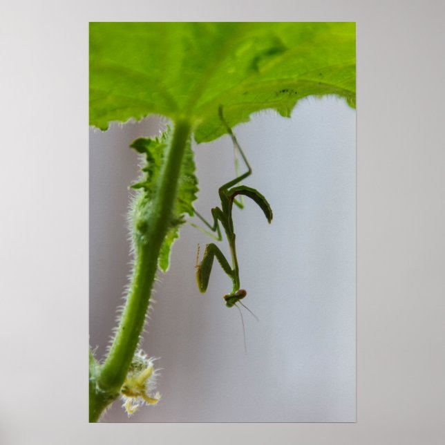 Pôster Manatite de oração bebê (Frente)
