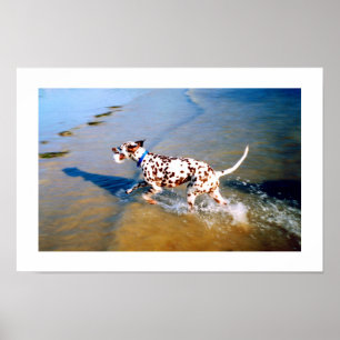 POSTER MANCHE O CÃO DALMATIAN