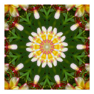 Pôster Mandalas de Flor de Plumeria com Simetria Tropical