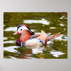 Poster Mandarin Duck
