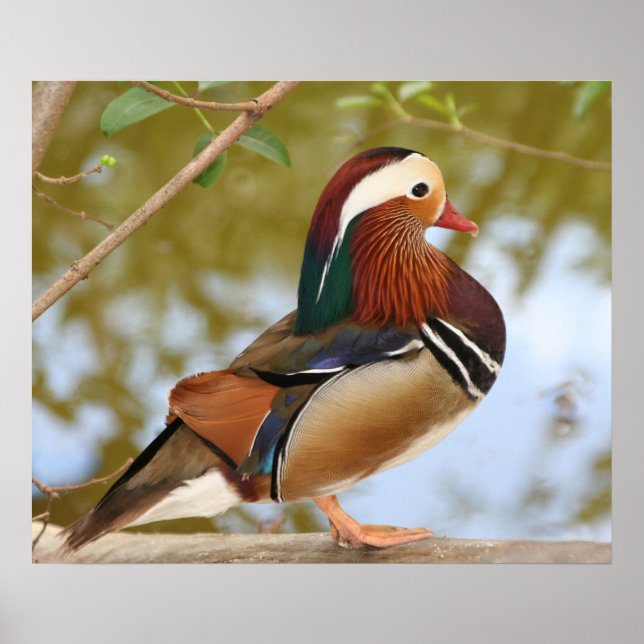Poster Mandarin Duck (Frente)
