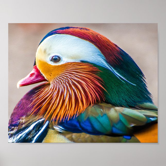 Poster Mandarin Duck Fechar Retrato (Frente)