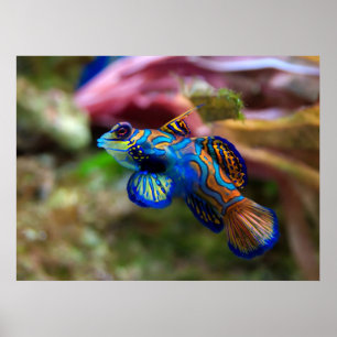 Pôster Mandarinfish