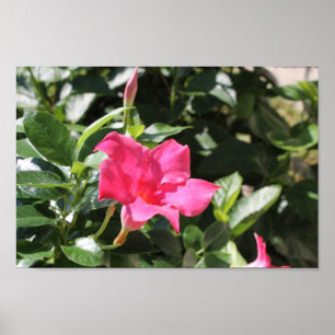 Poster Mandevilla cor-de-rosa