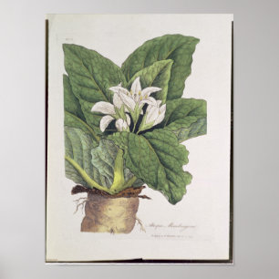 Pôster Mandragora da atropa