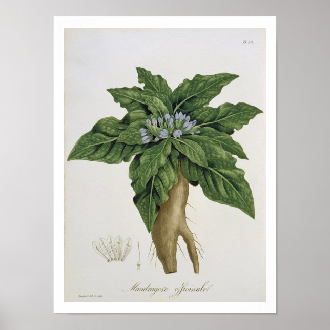 Poster Mandragora Officinarum de 'Phytographie Medicale (Frente)