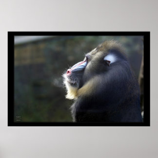 Poster Mandrill