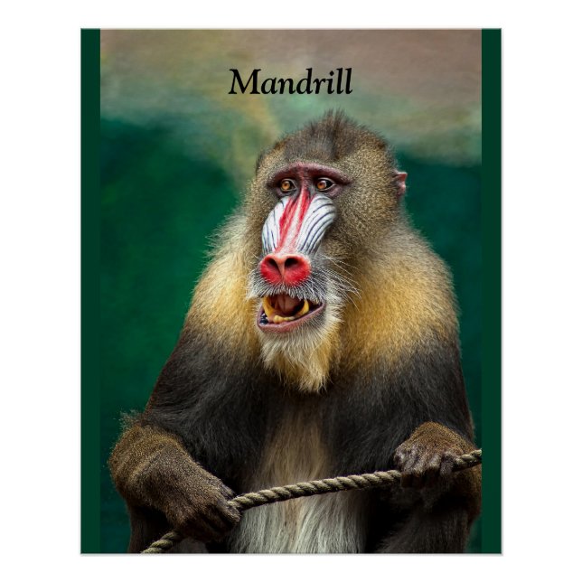 Pôster Mandrill, África (Frente)