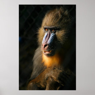 Pôster Mandrill Monkey