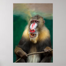 Mandrill Primate Portrait