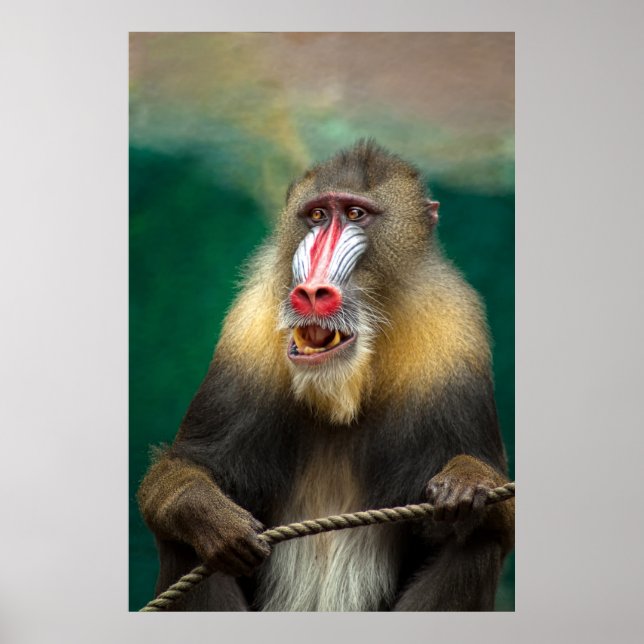 Poster Mandrill Primate Portrait (Frente)