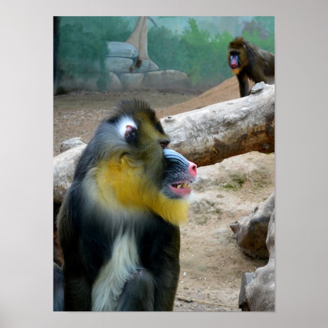 Poster Mandris (Frente)