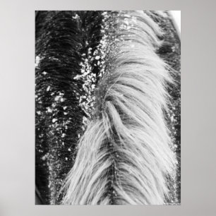 Pôster Mané de Cavalo de inverno com neve