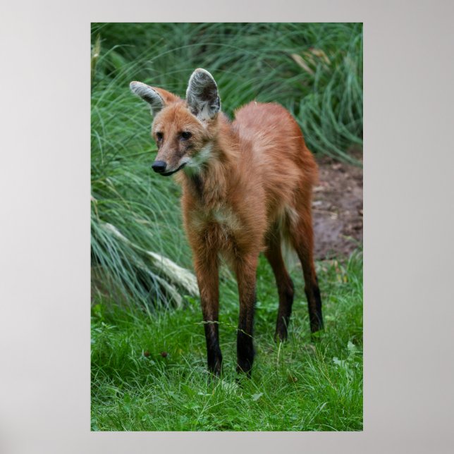 Poster Maned Wolf (Frente)