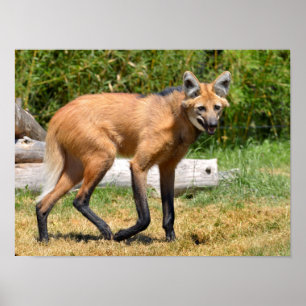 Poster Maned Wolf andando na grama