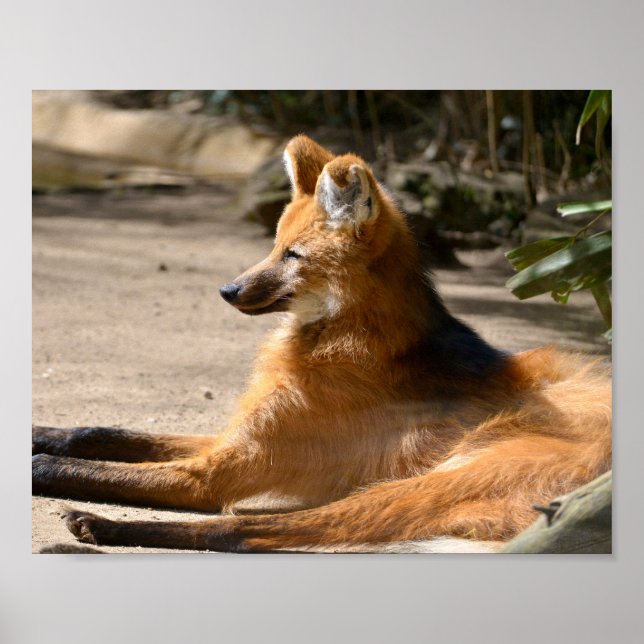 Poster Maned Wolf deitado no chão (Frente)