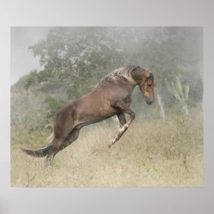 Poster Mangalarga Marchador Stallion na Liberdade