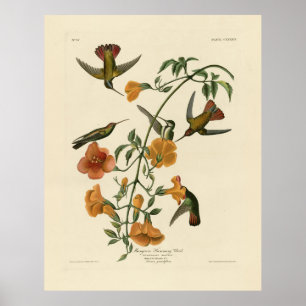 Poster Mango Hummingbird das Aves da América de Audubon