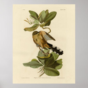 Poster Mangrove Cuckoo das Aves da América de Audubon