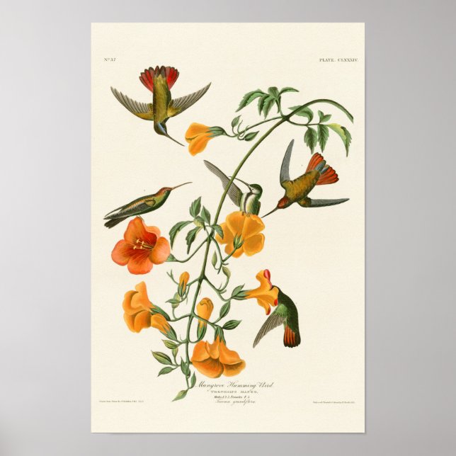 Poster Mangrove Humming Bird Audubon Birds da América (Frente)