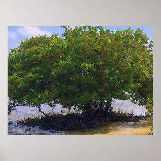 Pôster Mangrove no Golfo