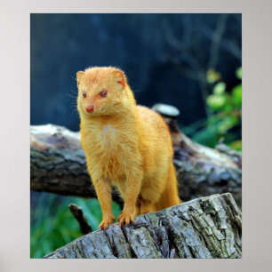 Pôster Mangusto delgado Galerella Sanguinea