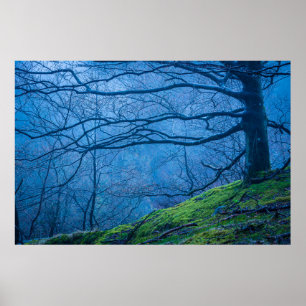 Poster Manhã Azul De Mistura Em Uma Floresta De Faiola E