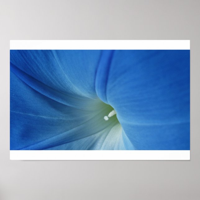 Pôster Manhã Bloom (Frente)