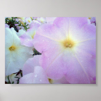 Pôster Manhã de Beijos