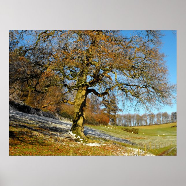 Pôster Manhã de inverno (Frente)