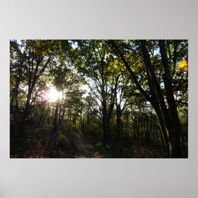 Poster Manhã de Outono no Parque Nacional Shenandoah (Frente)