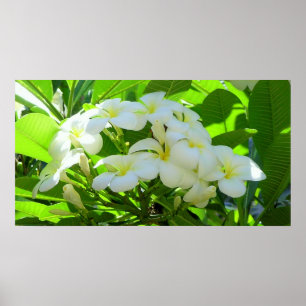 Pôster Manhã do cumprimento do Plumeria