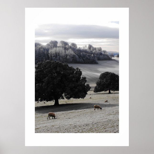 Pôster Manhã gelada (Frente)