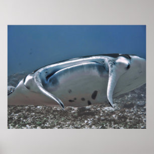 Poster Manta em Cima