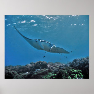 Poster Manta no recife