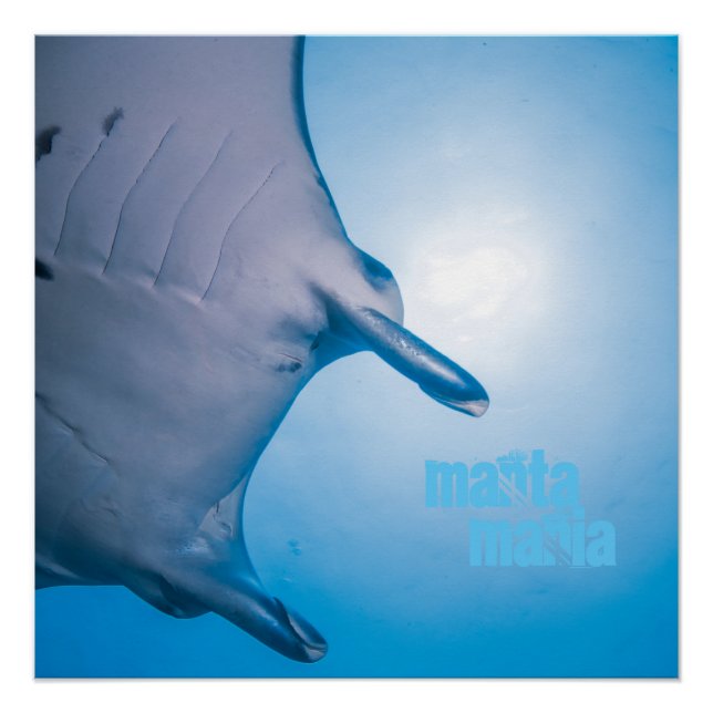 Pôster Manta ray (Frente)