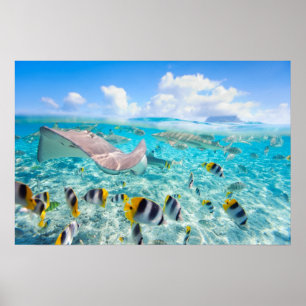 Pôster Manta Ray