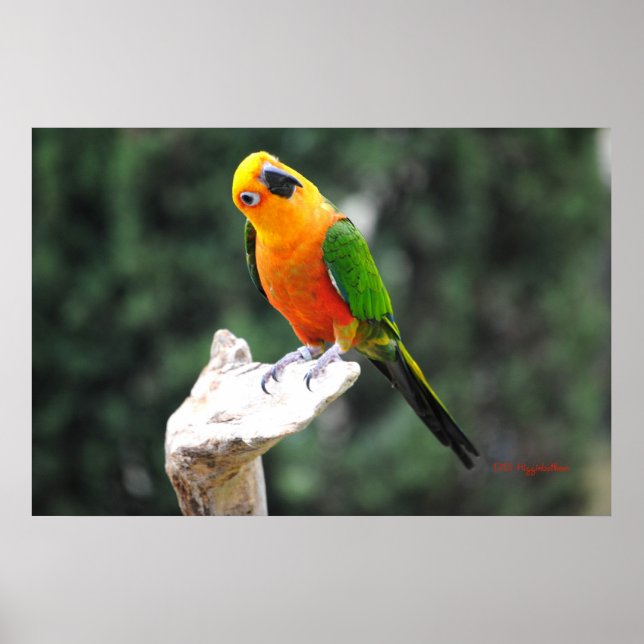 Poster Manteiga II (Frente)