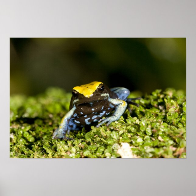 Pôster Mantela-de-orelha-preta, Mantella expectata, 2 (Frente)