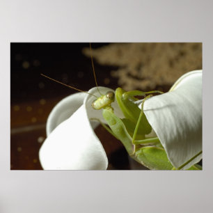 Pôster Mantid
